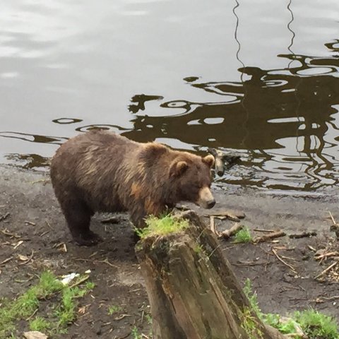 Abandoned bear cub, Sitka, AK, July 22, 2015