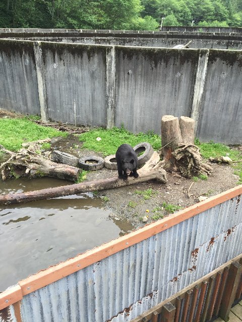 Abandoned bear cub, Sitka, AK, July 22, 2015