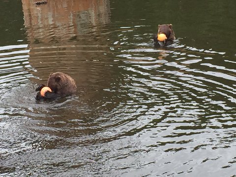 Abandoned bear cub, Sitka, AK, July 22, 2015