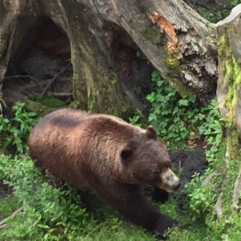 Abandoned bear cub, Sitka, AK, July 22, 2015