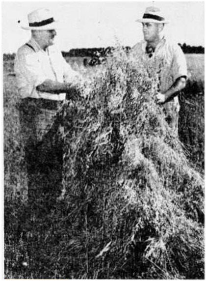 Charles and his son Robert Haaf inspect a bundle of oats on the Haaf farm