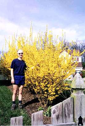 Charley and the forsythias.