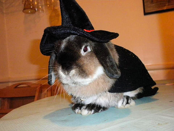 Gizmorashka (Giz for short) is the bunny