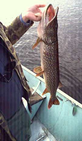 Dick Kampa catches the Great Northern!