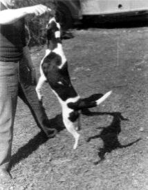 Jinx the Dog does the high jump.
