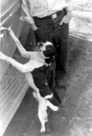 Jinx the Dog on the attack.