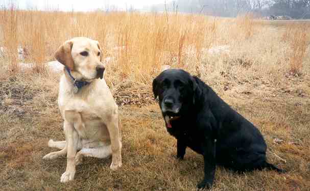 Ray and Marsha's dogs, Maggie and Katie, 2003.