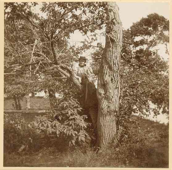 Mayme Qvale (née Nockels) up a tree, approximately 1900.