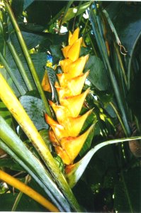 Exotic island flowers.