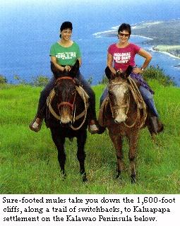 Take a mule ride to Kaluapapa Settlement!