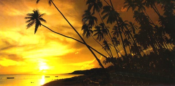 Kapuaiwa coconut grove.