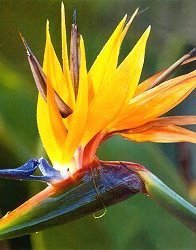 Bird of Paradise.
