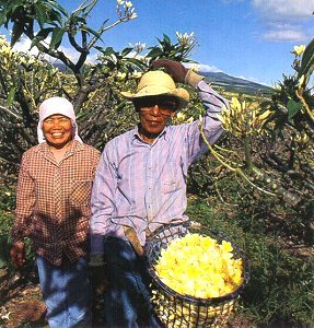 Picking plumeria flowers.