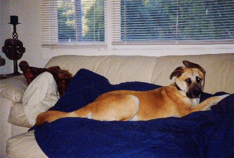 Radar guarding his mom while she naps, Fairfax, CA