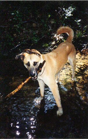 Radar with his stick, Fairfax, California