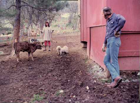 Closing in on the calf at the Flaming 'A' Ranch, Jacksonville, OR.