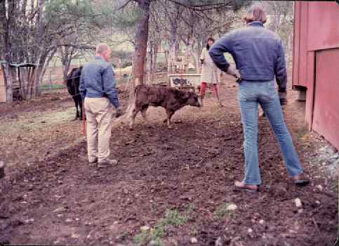 Closing in on the calf at the Flaming 'A' Ranch, Jacksonville, OR.