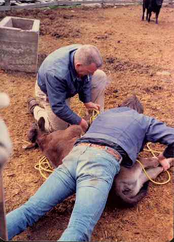 Roping the calf at the Flaming 'A' Ranch, Jacksonville, OR.