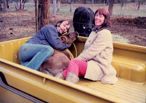 With the calf in the truck at the Flaming 'A' Ranch