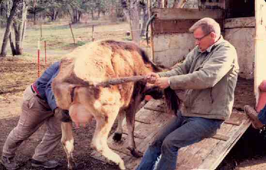 Moving the cow at the Flaming 'A' Ranch, Jacksonville, OR.