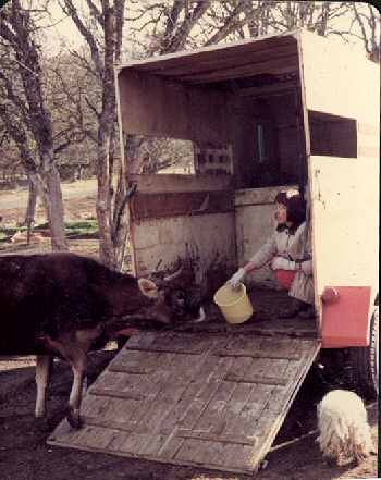 Diane Stimler entices Cocoa the cow with some feed, Flaming 'A' Ranch, Jacksonville, OR.