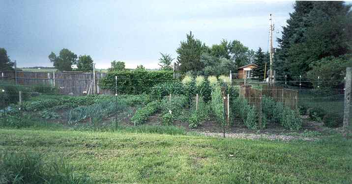 Ray Greenwood's garden.