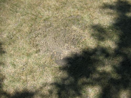 Grave of Richard B. Qvale, photo taken July 20, 2007