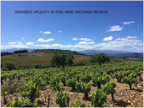 Vineyards aplenty in this wine growing region
