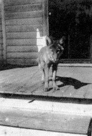 'Wolf that Dad brought home as a cub.'